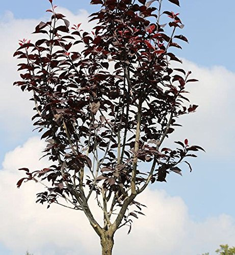 Hochstamm Blutpflaume 80-100cm - Prunus cerasifera - lebende Gartenpflanze aus den Baumschulen