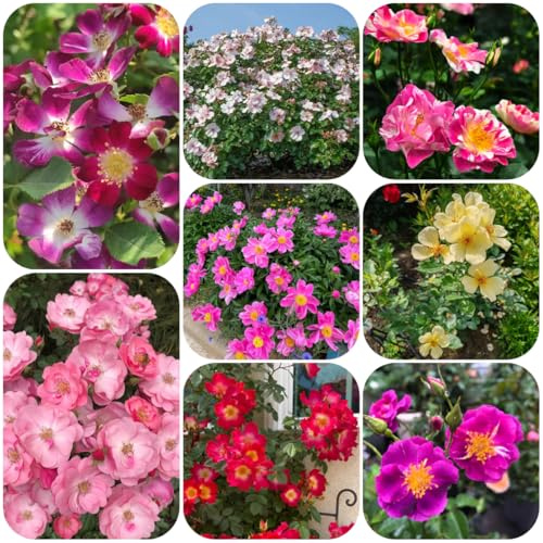 semillas de rosal, rosal trepador decorativas, cortadas Macizo, exóticas resistentes jardín de rocas resistentes 20pcs