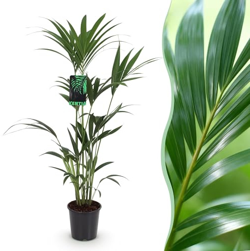 Howea Forsteriana - Kentia Palm - Pflegeleicht - Grün - 120-130cm - Ø21cm - Zimmerpflanze - Immergrün