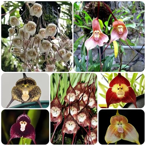 semi di orchidea testa di scimmia - perenni resistenti balcone estremamente esterno 150pcs