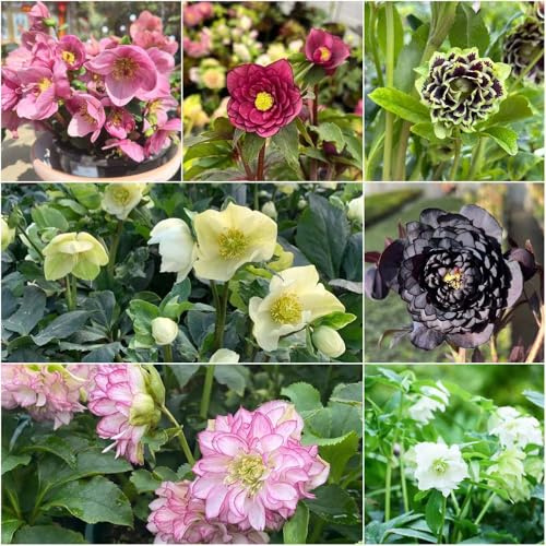 christrosen winterhart - stauden winterhart mehrjährig exotische Christrose - Seltene serie - gartenpflanzen pflanzensamen 750samen