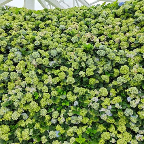 semi di ortensia resistenti - perenni esterno giardino 30pcs