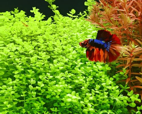 Pfennigkraut/Lysimachia nummularia - NatureHolic In-Vitro Aquarium Pflanze