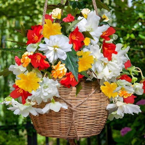 Begonia Cascade Suspendus - 5 Bulbes de Fleurs à Planter Exterieur - Plante Exterieur Jardin - Naturelle Plantes de Hollande (pas de graines, non artificielle)
