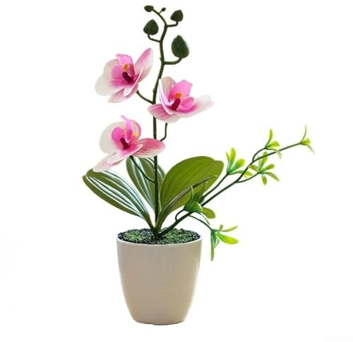 Phalenopsis-Pflanze, Topf im Lieferumfang enthalten, Zimmerpflanze, lebende Topf-Orchidee, Phalaenopsis, perfekt für Zuhause, Büro, Weihnachten, Geburtstage, Jubiläen (lila)