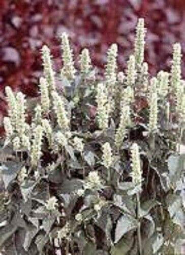 Plus de 50 graines d'hysope d'agastache blanche/fleurs vivacis: graines