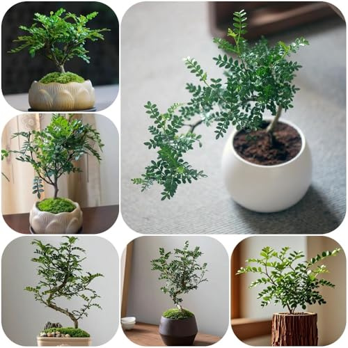 Semillas de pimienta, balcón resistentes Zanthoxylum piperitum, exterior raras resistentes para el jardín arbustos para el jardín arbustos regalos 60pcs