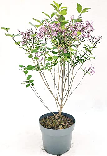 POWERS TO FLOWERS - SYRINGA VULGARIS, LILLA' PIANTA DI LILLA', VASO 20cm, altezza 60cm, pianta vera