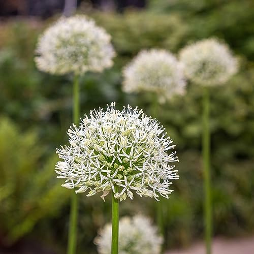 allium riesenlauch zierlauch - 10zwiebeln gartenpflanzen winterhart mehrjährig dürreresistente