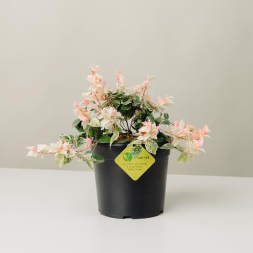 Plantì TRACHELOSPERMUM JASMINOIDES (TRICOLOR). Gelsomino rampicante variegato, vaso da 19 cm. Piante vere per esterno con profumati fiori bianchi e fogliame variegato. 6 mesi di concimazione inclusi.