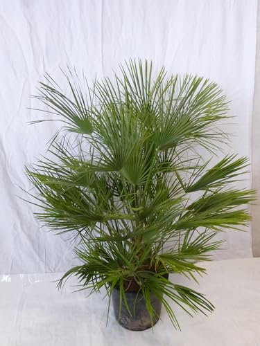 [Palmenlager] XL Chamaerops humilis - Zwergpalme - 140 cm // -12°C Frost