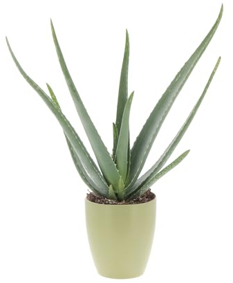 KENTIS - Aloe Vera - Piante Vere da Esterno da Giardino da Balcone - Pianta Grassa Succulenta - H 45-55 cm Vaso 14 cm
