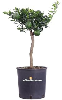 Pianta di Chinotto Nano albero nano di chinotto pianta di agrume innesto basso piana ornamentale pianta da esterno pianta vera da frutto venduta da eGarden.store
