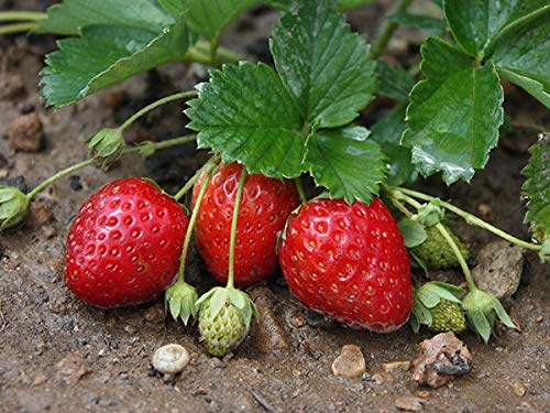 Piante piantine di fragole a frutto grosso rifiorente confezione da 10 piante,a città e pulecenella napoli