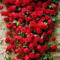 Lot de 1000 graines de rose grimpante de vigne, graines de rose grimpante pour la plantation en plein air clôtures de jardin, pergolas et treillis, vigne longue floraison (1000, rouge)