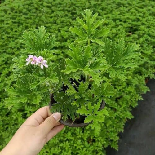 Semi di gerani profumati, raro esotico Geranio limone, resistenti per giardini rocciosi giardino, serre sul balcone per giardinieri 100pcs