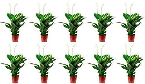 10er-Set Einblatt 3-5 Blüten/Knospen - echte Zimmerpflanze, Spathiphyllum - Höhe ca. 50 cm, Topf-Ø 13 cm