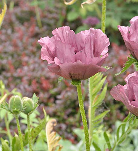 Türkischer Mohn Patty's Plum - Papaver orientale - lebende Gartenpflanze aus den Baumschulen