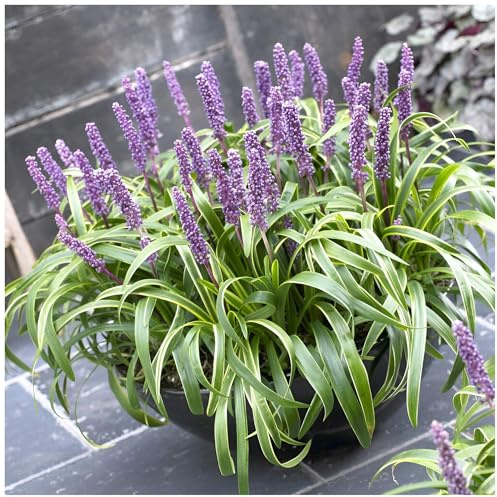 Stauden Gänge 3 x Liriope muscari 'Gold Banded' Bunte Lilientraube | Goldenes Ziergras für Sonne bis Halbschatten, Blüte August bis Oktober, mehrjährig, 1 L Topf (11x11 cm)