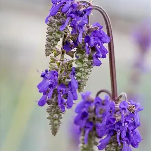 semi di salvia resistente - balcone biologici 2500pcs