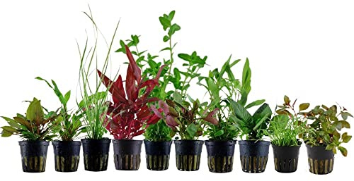 AquaOne Akvarieväxter I 10 x vattenväxter I akvarieväxter för akvarier upp till 80 liter I Ludwigia Alternanthera Hygrophila Bacopa I set med 10 krukväxter