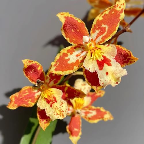 Semi di orchidea Oncidium - vecchie varietà resistenti organico estivi arredamento del soggiorno resistenti per giardini rocciosi semi di come bomboniera 350pcs