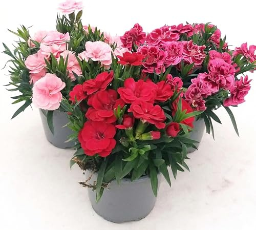 Set 3 Garofani Piante Vere in Vaso 12 cm | Dianthus Fioriti Colori Assortiti Rosa, Fucsia e Rosso, Piante Ornamentali da Balcone e Giardino, Piante Fiorite Decorative da Esterno