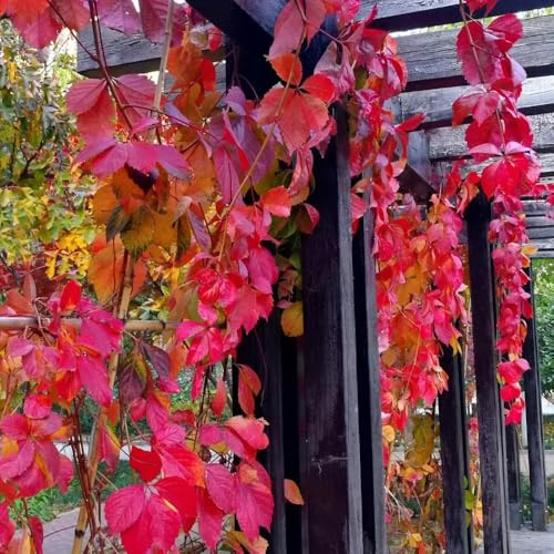 wilder wein, jungfernrebe - seltene balkonpflanzen Parthenocissus tricuspidata schnellwachsende kletterpflanzen büropflanzen immergrüne balkon für sonnige plätze kräutergarten balkon 600samen