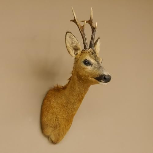 GTK - Geweihe & Trophäen KRUMHOLZ Rehbock Kopf Präparat Neu Höhe 58 cm Geweih REH Kopfpräparat 85.11.90