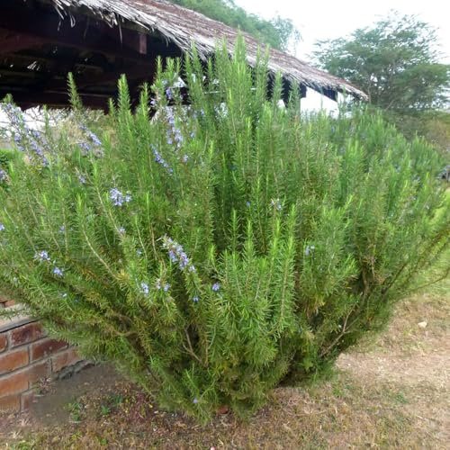semillas de romero orgánicas - balcón jardín perennes decoración exterior resistentes 800pcs