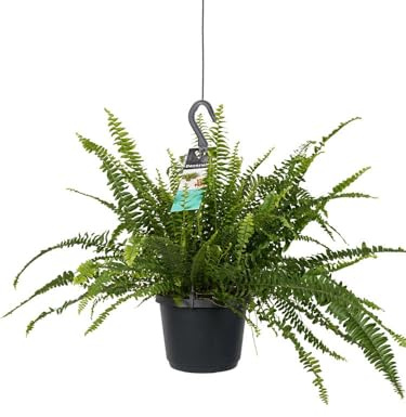 Helecho Colgador Gigante Natural Planta de 50cm en Maceta de Gran Calidad