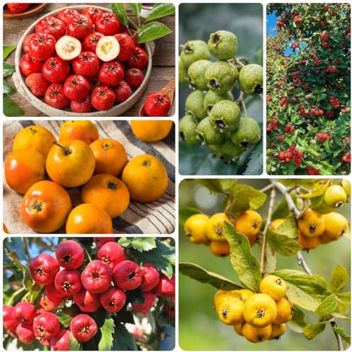 WeißDorn - topfpflanzen draußen winterhart blühend WeißDornsamen exotische winterfeste balkon baumsamen gartendeko für draußen seltene säulenobstbäume obstbaum steingartenpflanzen 160samen