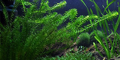 Lebende Aquariumpflanze - Dichtblättrige Wasserpest