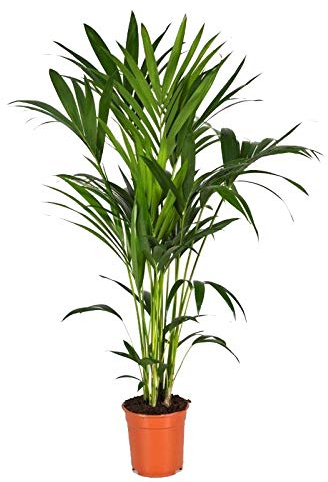 Kentia-Palme, (Howea Forsteriana), wunderschöne Zimmerpflanzepalme, sehr pflegeleicht (ca. 120cm hoch, im 21cm Topf)