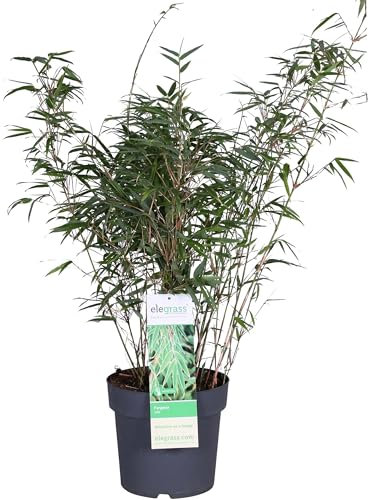 Bambus Fargesia Rufa – 80 cm – Ø23 – Outdoor-Pflanze