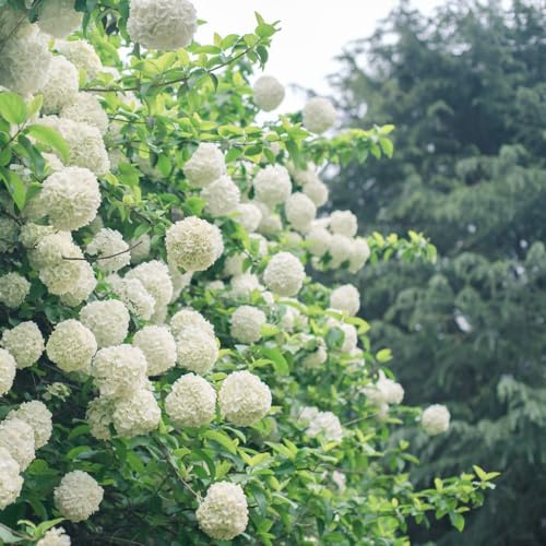 hortensias decoración de sala de estar interior exóticas Cobertura perenne resistente semillas decoraciones jardín para exteriores bonsái en 50pcs