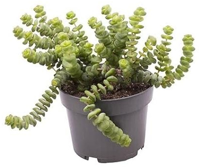 Crassula Hottentot Planta Suculenta Natural para Hogar y Oficina
