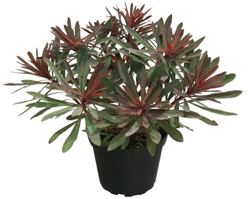 Wolfsmilch 'Miner's Merlot' grün-dunkelviolett, Topf-Ø 12 cm, 3er-Set
