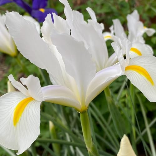 Carbeth Plants - 100 x Iris White Excelsior Spring Bulbs - Summer Flowering Perennials - UK Hardy Low Maintenance Pollinator Friendly - Grow in Beds, Borders and Patio Pots