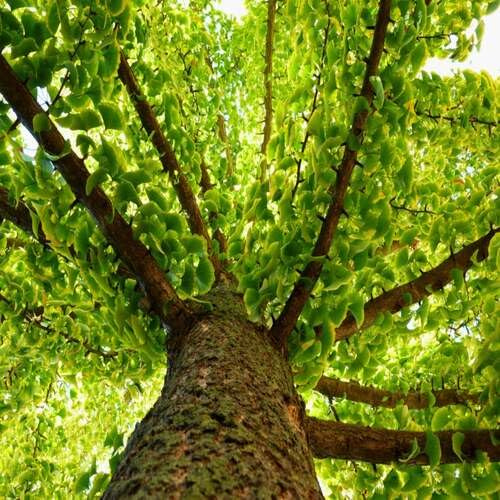 20 semi di ginkgo biloba