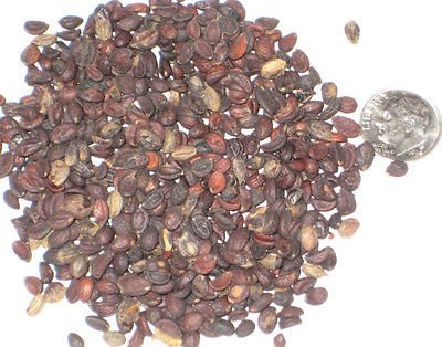50 European Privet Seed Pack Ligustrum Vulgare:packing seeds only