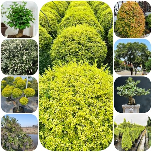 Semi di siepe di ligustro, d'appartamento siepi arbusti fioriti, resistenti da balcone vecchie varietà giardino arbusti verdi organico resistenti per giardini 100pcs