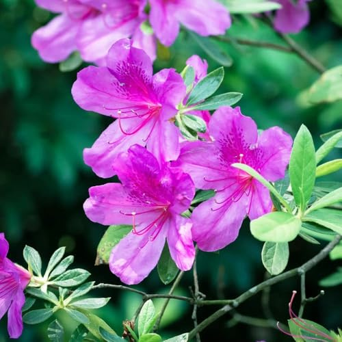 120 pezzi semi di rododendro - Semi da balcone giardino esotici resistenti,