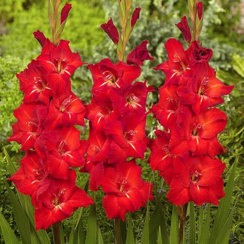 8 x Gladioli Bizet – Rich Red Blooms – Summer Flowering Bulbs – Adds Drama to Your Landscape – Perennials – for Your Beautiful Garden