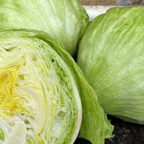 Iceberg Lettuce Seeds – 500 Seeds of Crisp Saladin Lettuce – Suitable for Indoor & Outdoor Planting in Pots or Soil in Yard, Balcony or Garden – Packed in UK by Meldon Seeds