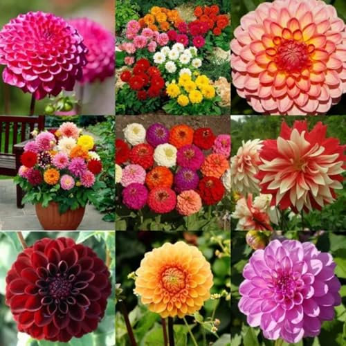 Dahlia Bulbs Mix for Planting Now UK,Strong Plants That Grow Well,Dahlia Tubers Bulk,Beauty of Garden,Gift Ready,Hardy Perennial,Wedding Flowers-2bulbs-B
