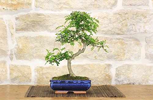 Bonsai di Pepper vaso cm. 18