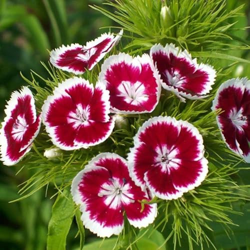 Semillas de Clavel Chino Mix Color Semillas de Flores muy Variadas