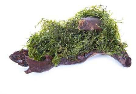 Lincolnshire Pond Plants Ltd - Java Moss Growing on Bogwood *Vesicularia DUBYANA* Live Plants