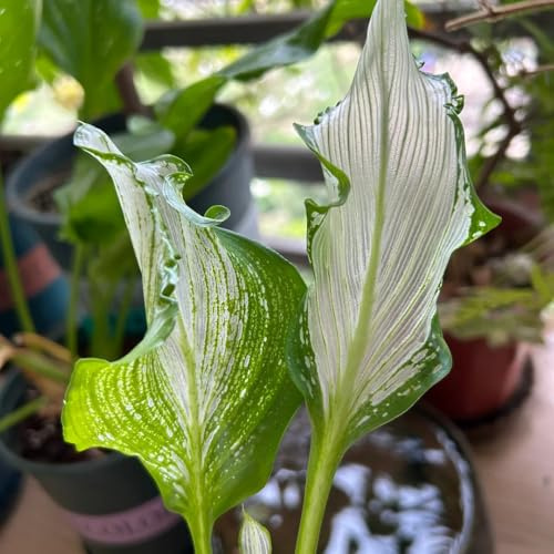 calle, Zantedeschia, giardino roccioso rari balcone 10bulbi
